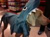 Clyde in Shark Costume